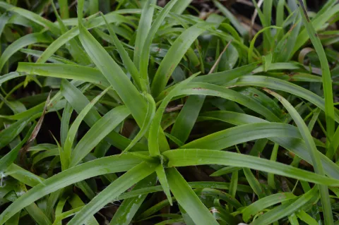 Luzula sylvatica 'Onderbos'