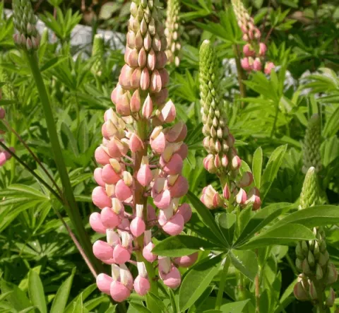 Lupinus 'The Chatelaine' (Schlossfrau)