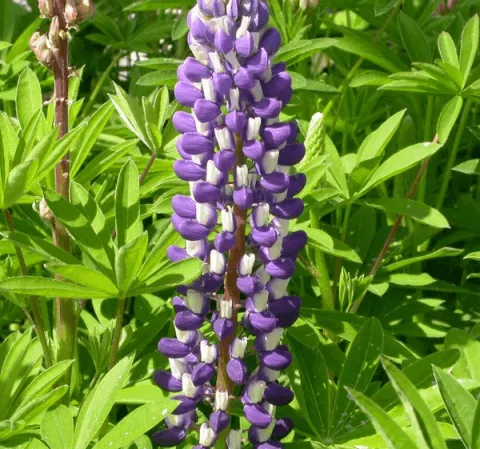 Lupinus 'The Governor' (Kastellan)