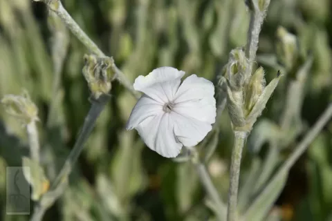 Lychnis cor. 'Alba'