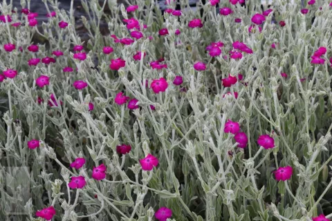 Lychnis cor. 'Atrosanguinea'
