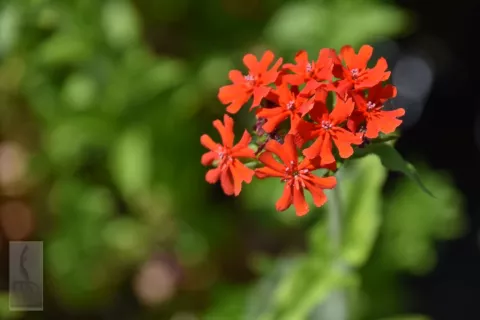 Lychnis chalcedonica