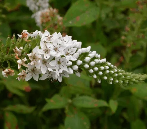 Lysimachia clethroides
