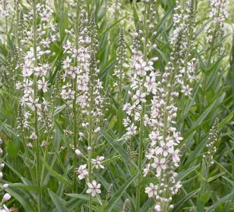Lysimachia ephemerum
