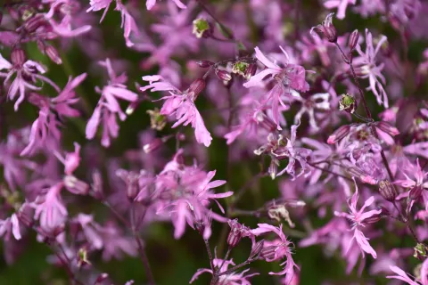 Lychnis flos-cuculi