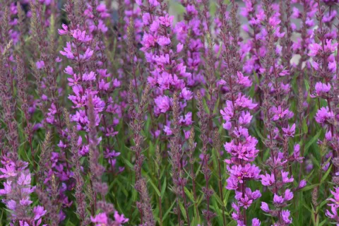 Lythrum sal. 'Lady Sackville'
