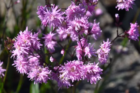 Lychnis hybr. 'Petite Jenny'