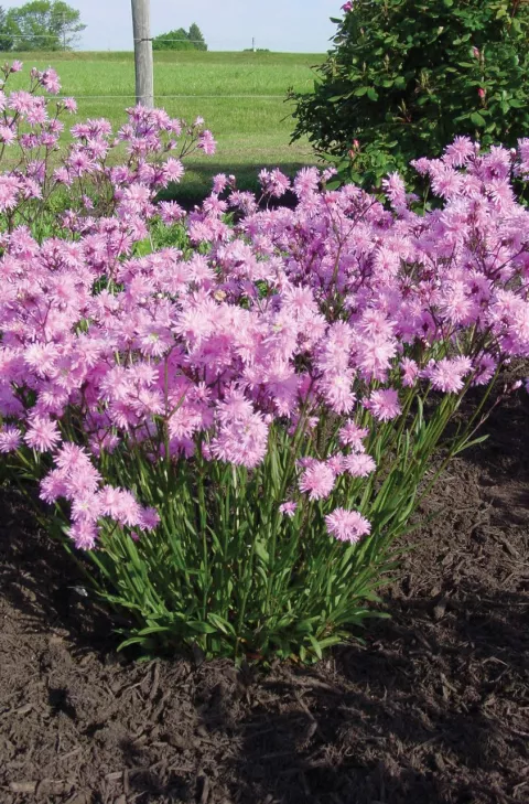 Lychnis hybr. 'Petite Jenny'