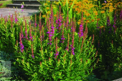 Lythrum sal. 'Robert'