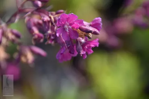 Lychnis viscaria 'Splendens'