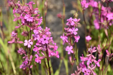 Lychnis viscaria 'Splendens'