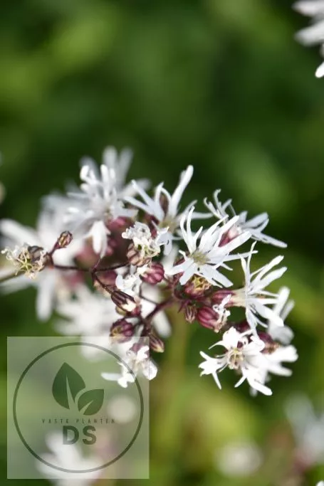 Lychnis flos-cuculi 'White Robin'