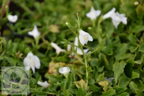 Mazus reptans 'Alba'
