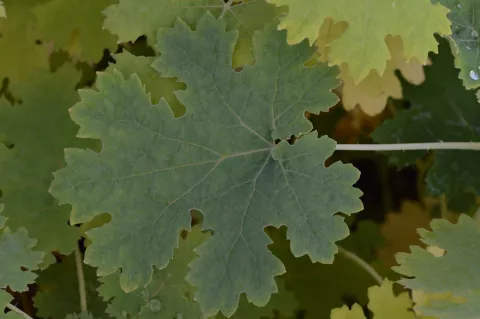 Macleaya micr. 'Kelw. Coral Plume'