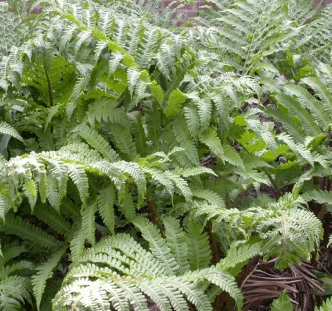 Matteuccia orientalis