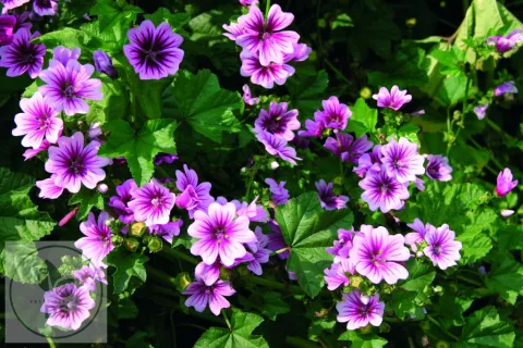 Malva sylv. 'Zebrinus'