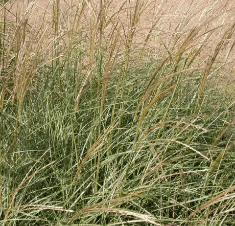 Miscanthus sin. 'Adagio'
