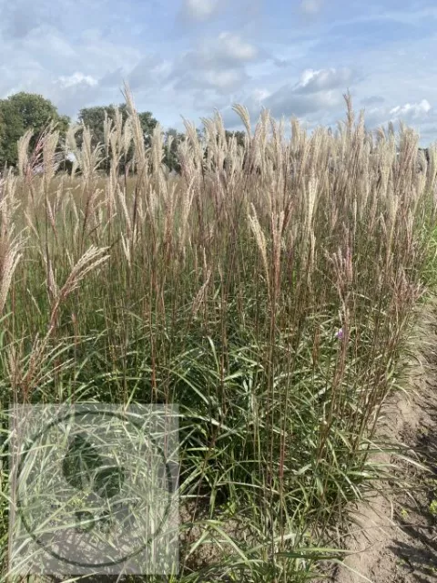 Miscanthus sin. 'Afrika'