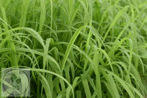 Milium effusum 'Aureum'