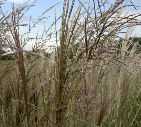 Miscanthus sin. 'China'