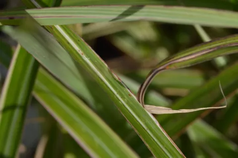 Miscanthus sin. 'Cosmopolitan'