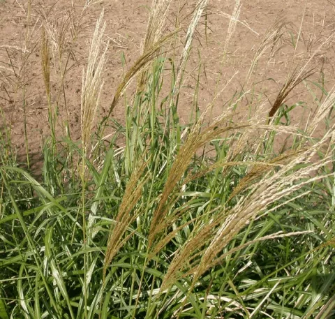 Miscanthus sin. 'Emmanuel Lepage'