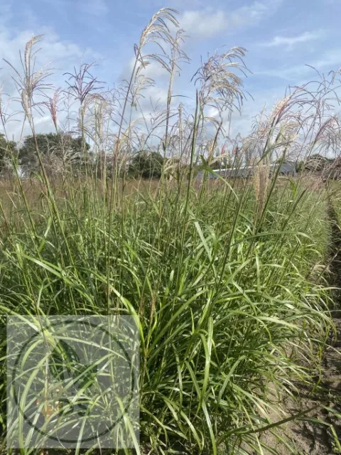 Miscanthus sin. 'Emmanuel Lepage'