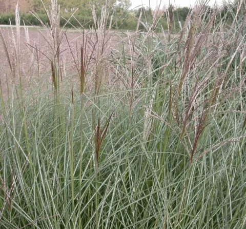 Miscanthus sin. 'Flamingo'