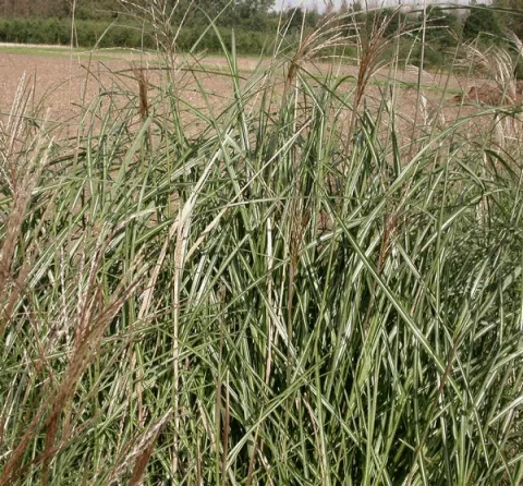 Miscanthus sin. 'Grosse Fontäne'