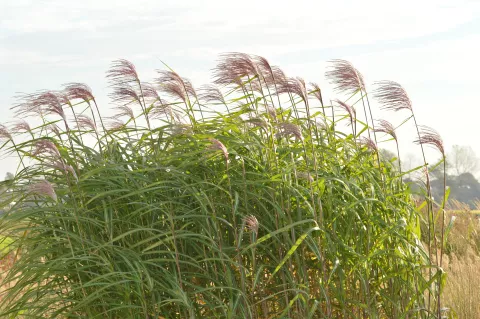 Miscanthus giganteus (floridulus)
