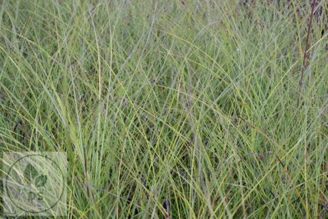 Miscanthus sin. 'Gracillimus'