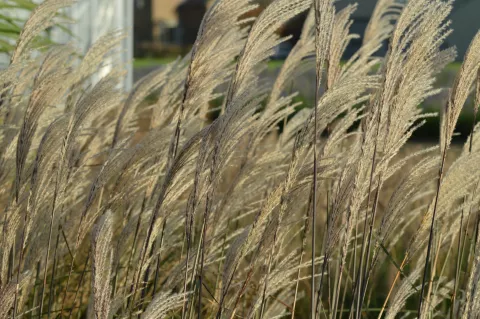 Miscanthus sin. 'Graziella'