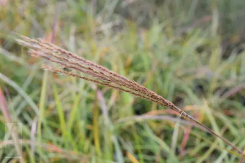 Miscanthus sin. 'Herman Mussel'