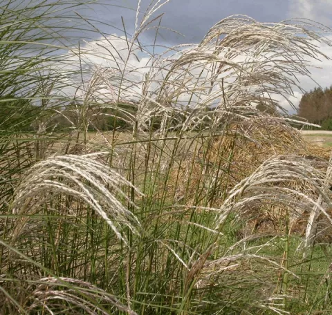 Miscanthus sin. 'Kleine Fontaene'