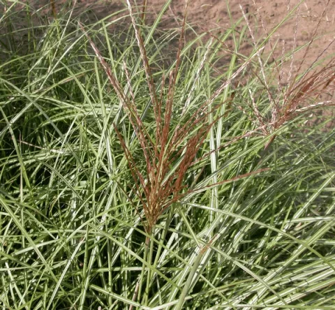 Miscanthus sin. 'Krater'