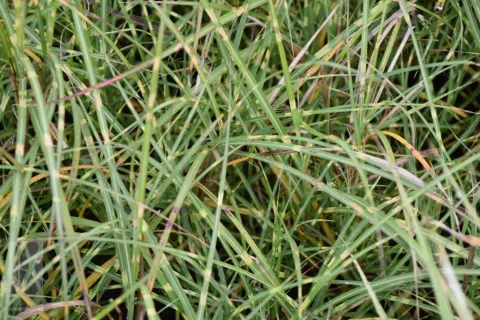 Miscanthus sin. 'Little Zebra'