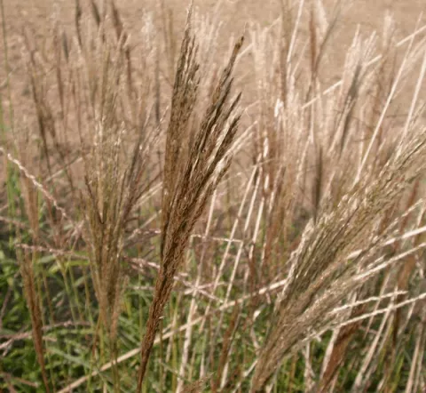 Miscanthus sin. 'Malepartus'