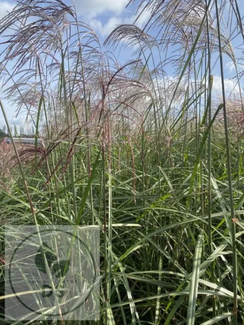 Miscanthus sin. 'Malepartus'