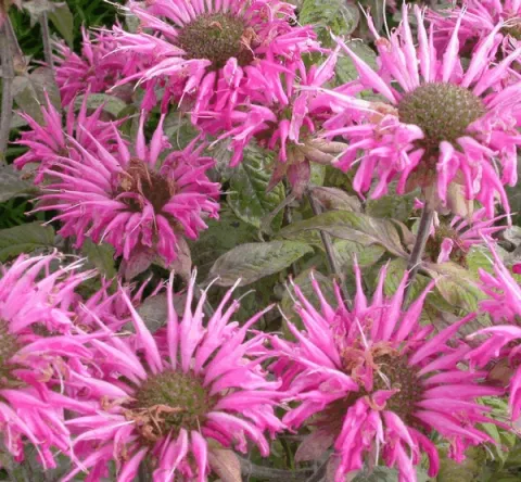 Monarda 'Croftway Pink'
