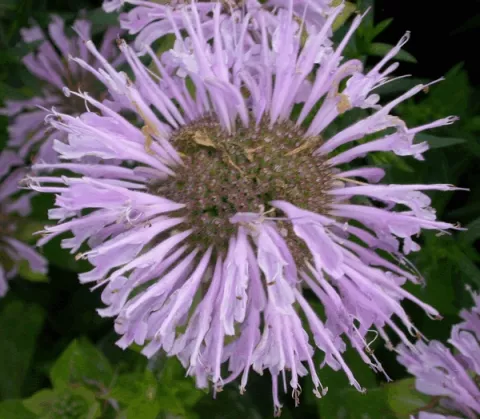 Monarda 'Elsie's Lavender'