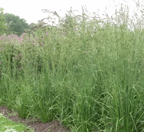 Molinia arund. 'Karl Foerster'