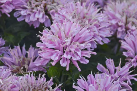 Monarda Sugar Buzz 'Pink Frosting'