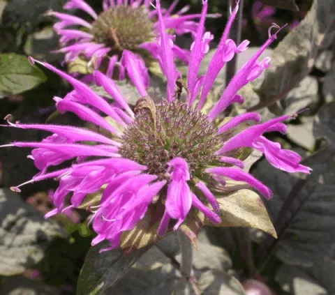 Monarda 'Praerienacht'