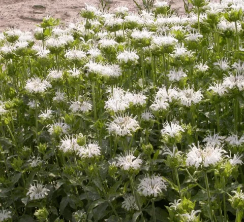 Monarda 'Schneewittchen'