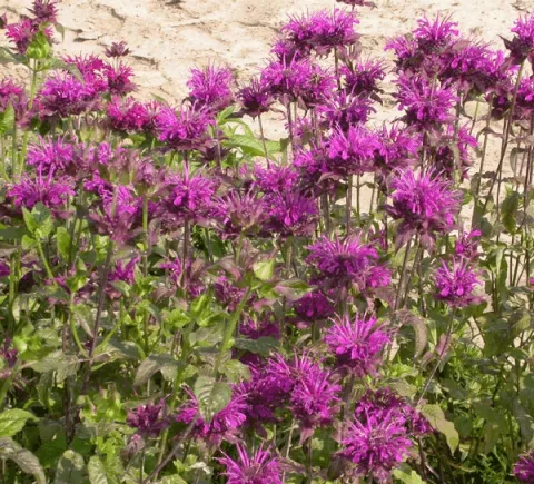 Monarda 'Scorpion'