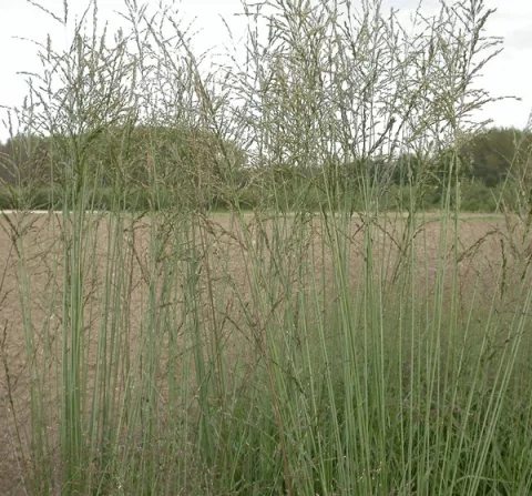 Molinia arund. 'Skyracer'