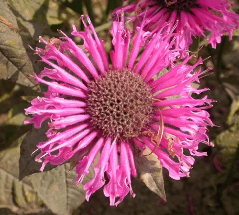 Monarda 'Twins'