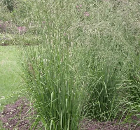 Molinia arund. 'Windspiel'