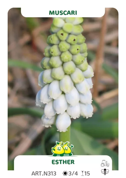 Muscari 'Esther'