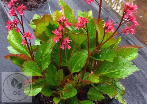 Mukgenia (x) NOVA 'Flame'